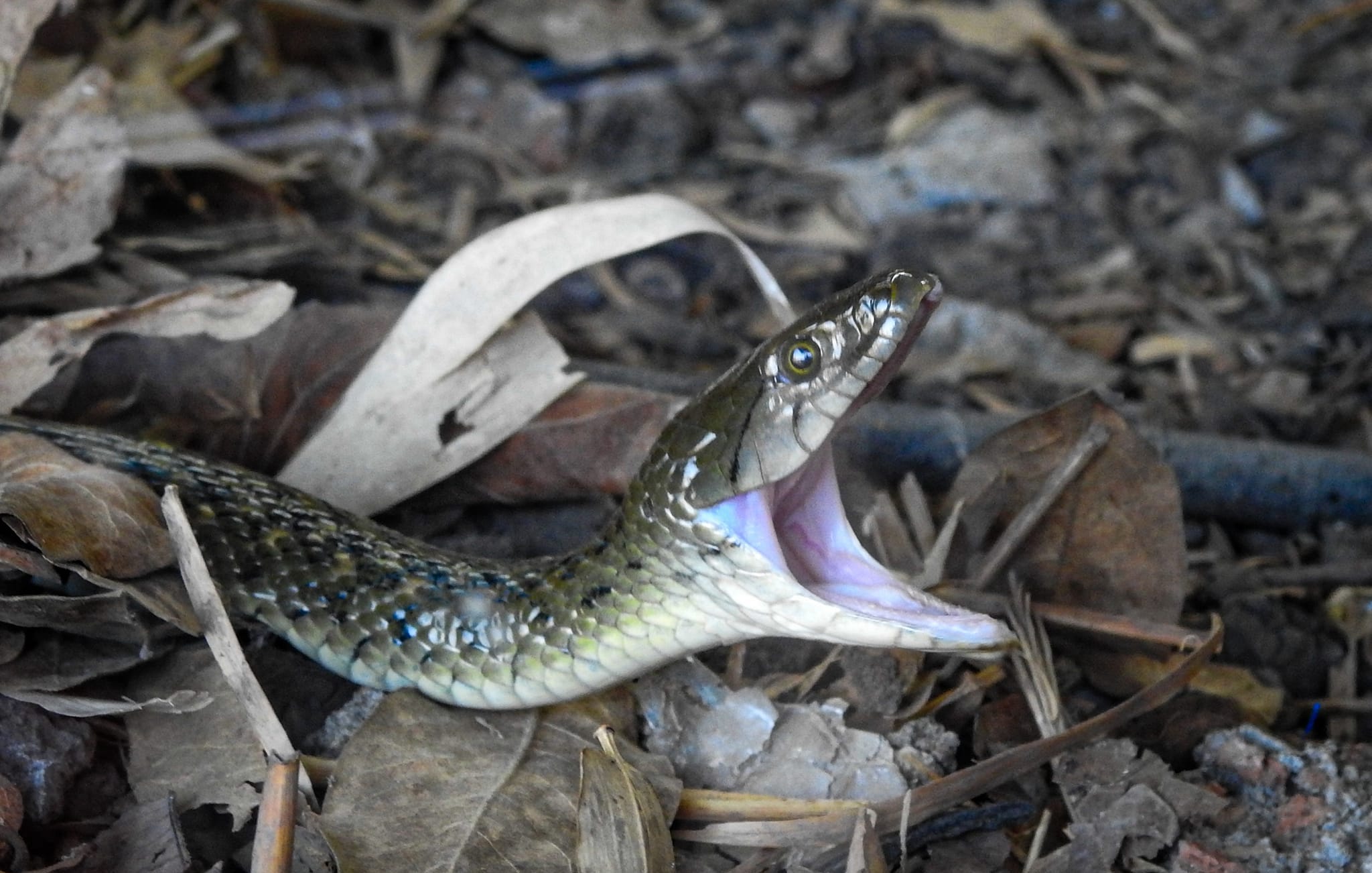 Checkered keelback snake with open mouth